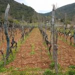 mljet ocuvanje vinove loze 20