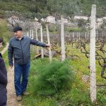 mljet ocuvanje vinove loze 21