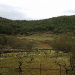 mljet ocuvanje vinove loze 23