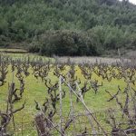 mljet ocuvanje vinove loze 24