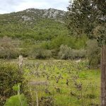 mljet ocuvanje vinove loze 25