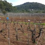 mljet ocuvanje vinove loze 3