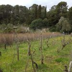 mljet ocuvanje vinove loze 4