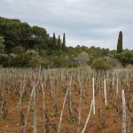 mljet ocuvanje vinove loze 5