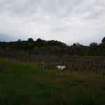 mljet ocuvanje vinove loze 7