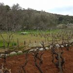 mljet ocuvanje vinove loze 9