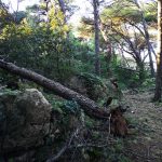 suma gorica sv vlaha 8