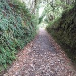 01.8 Triacastela Sarria 4