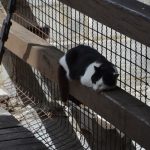 FOTOGALERIJA/POPODNE STRADUNOM Sunčano, ugodne temperature i uvijek popularne gužve 38 Guzva Stradun 24.4.2019 74