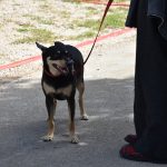Izlozba pasa Solitudo 1