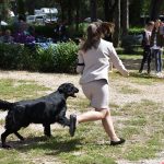 Izlozba pasa Solitudo 5