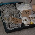 Izlozba plastika prirodoslovni 10