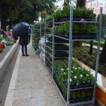 Sajam cvijeca Lapad 4