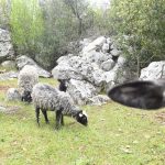 uskrs u primorju seoske11