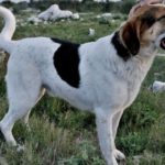 NEOPISIVO Nakon sedam godina života na Žarkovici, Bobi je udomljen! 1 bobi zarkovica 1