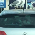 jutro na parkingu mercante