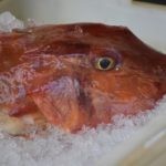 NAKON ŠEST GODINA Riba se vratila na Peskariju 40 Otvaranje peskarije 7