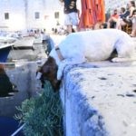 porporela 18