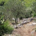 004mljet putevima proslosti