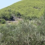 005mljet putevima proslosti