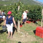 009trganje 2019