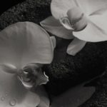Corpse Flower bandcamp