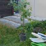 Sadnja Stabala Slavica 1