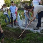 Sadnja Stabala Slavica 14