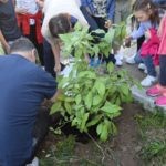Sadnja Stabala Slavica 22