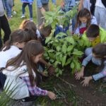 Sadnja Stabala Slavica 28