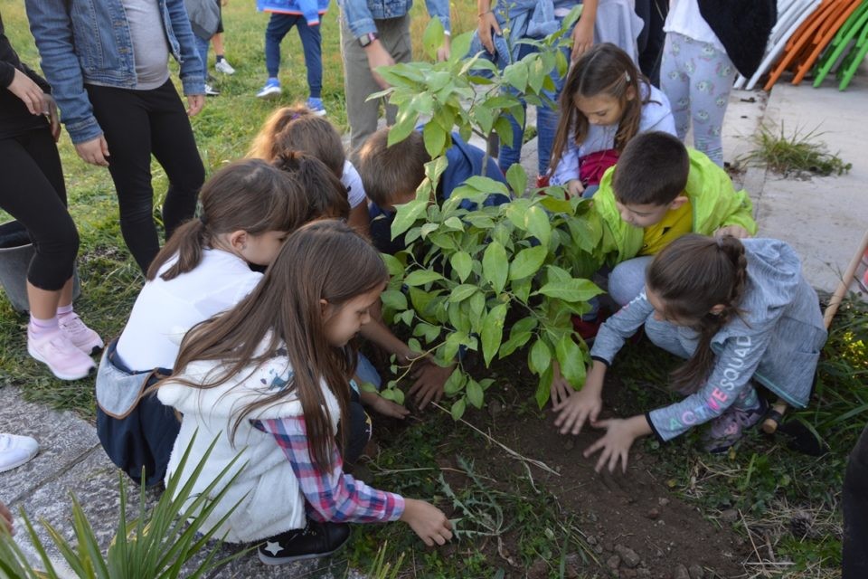 Sadnja Stabala Slavica 28