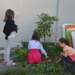 Sadnja Stabala Slavica 39