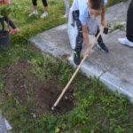 Sadnja Stabala Slavica 4