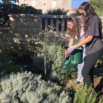 gimazijalci sadnja stabala 2