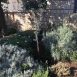 gimazijalci sadnja stabala 3