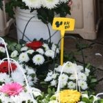 placa cvijece028