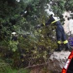 Vatrogasci Stabla Cira carica 6