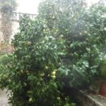 KOBNI UDAR JUGA 'Nastradao' fratarski grejp u klaustru Male braće 2 grejp male brace 1