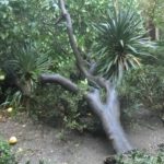 KOBNI UDAR JUGA 'Nastradao' fratarski grejp u klaustru Male braće 3 grejp male brace 2