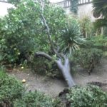 KOBNI UDAR JUGA 'Nastradao' fratarski grejp u klaustru Male braće 1 grejp male brace 3