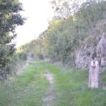sustjepan 12