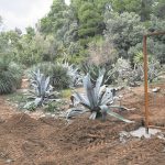 004lokrum botanicki