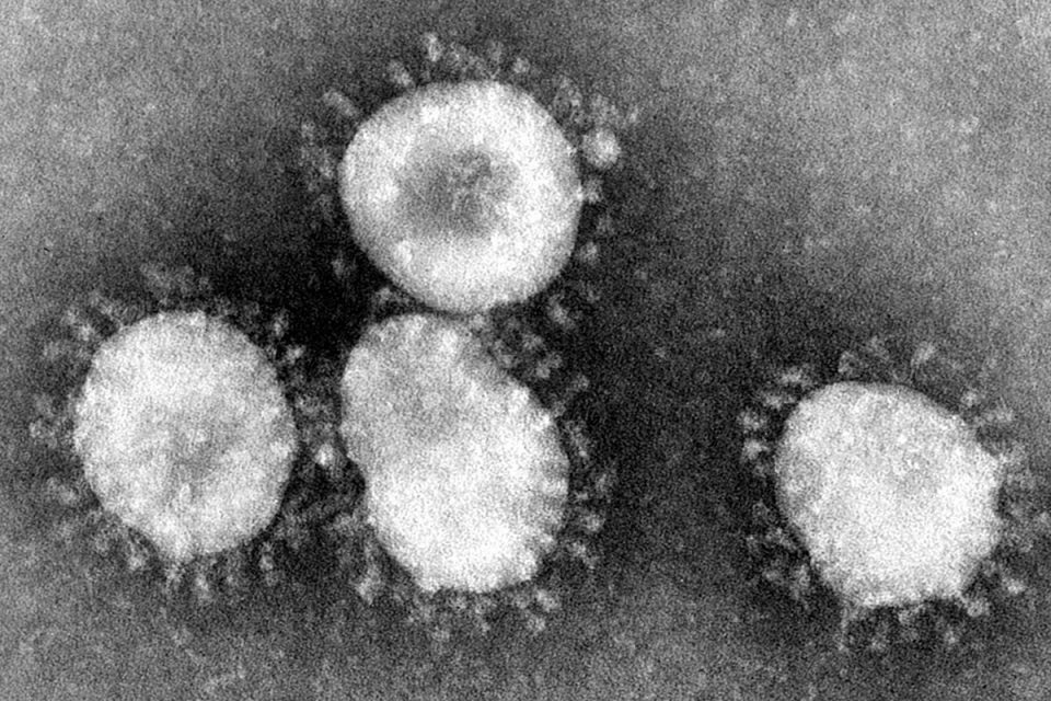 Koronavirus Ilustracija Wikipedia
