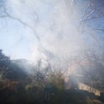 Platan Pozar 1