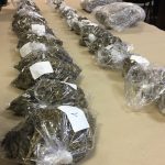 Tri mladića 'pala' s četiri kilograma marihuane, pola namjeravali preprodati 2 droga marihuana trava