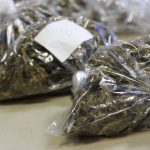 Tri mladića 'pala' s četiri kilograma marihuane, pola namjeravali preprodati 6 marihuana zapljena 28022020 6