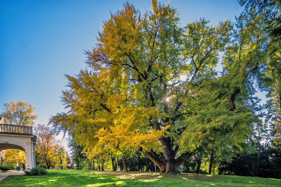 stablo godine ginko