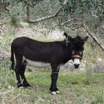 tovar magarac mokosica 1