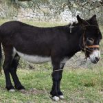 tovar magarac mokosica 3