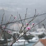 SAMO NAM JE TO JOŠ TREBALO U Dubrovniku počeo padati snijeg! 16 snijeg06